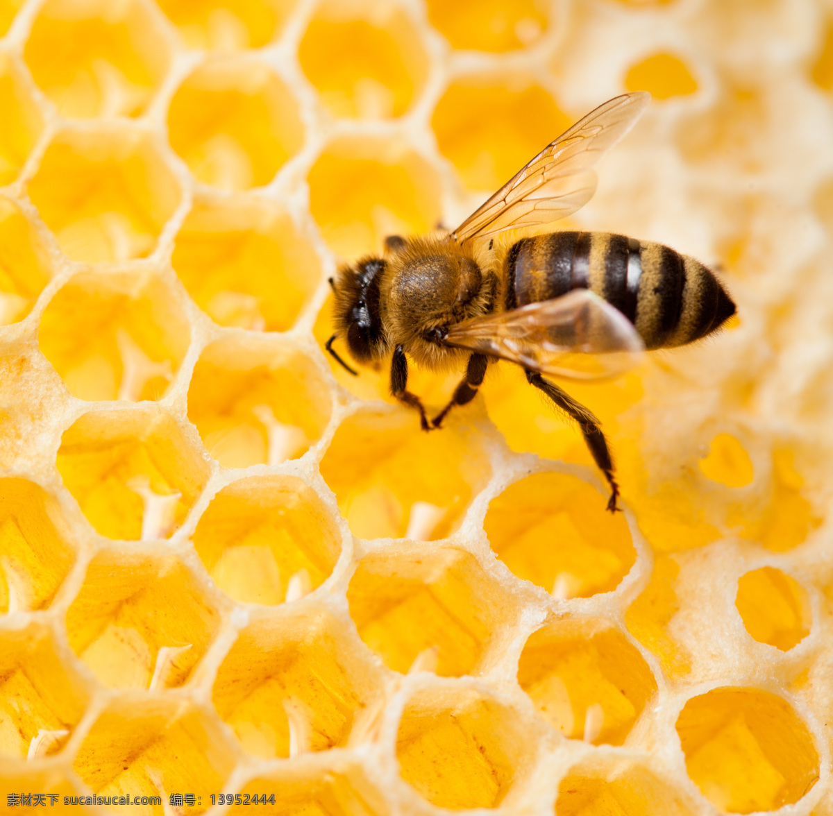 蜜蜂 蜂蜜 花蜜 蜜糖 蜂蜜水 天然蜂蜜 手工蜂蜜 手工花蜜 天然花蜜 蜂窝蜜 纯天然蜂蜜 纯手工蜂蜜 蜂蜜巢 蜂巢 蜂巢蜜 餐饮美食 食物原料