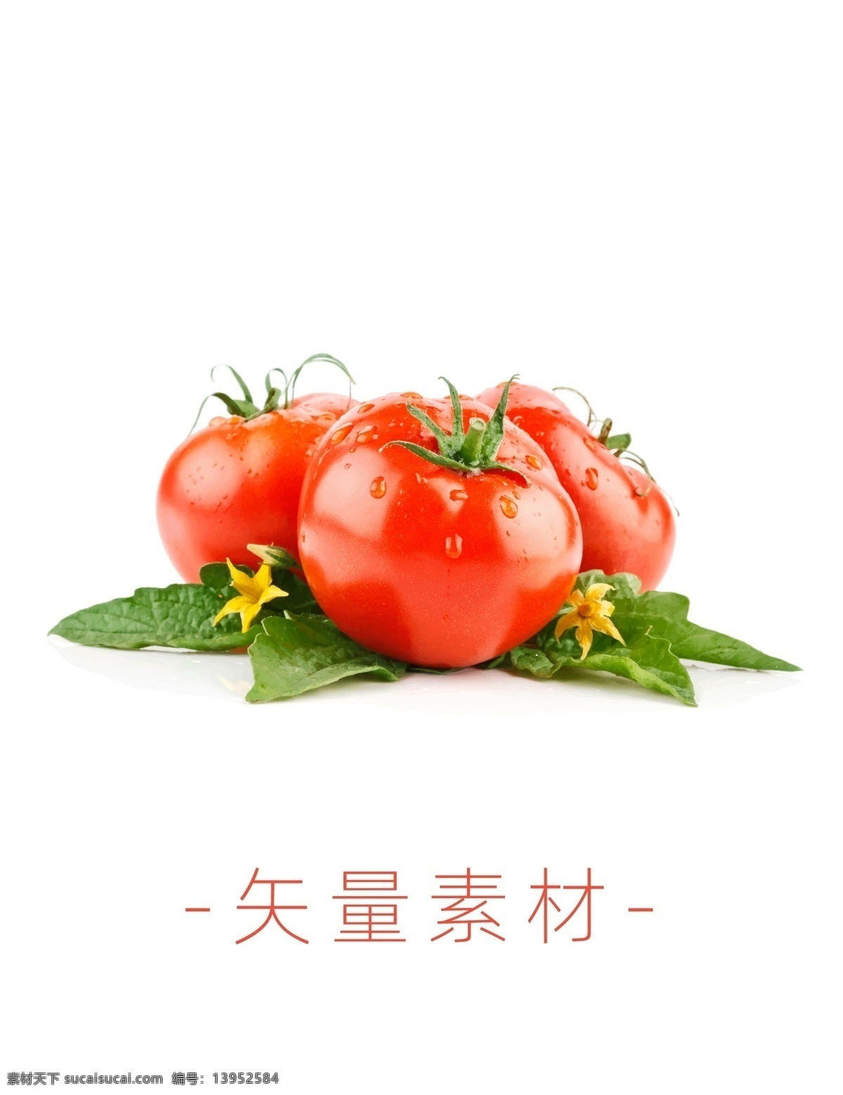 番茄 西红柿 蔬菜 矢量 高清矢量 矢量素材 水果 分层