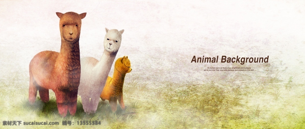 羊 驼 动物 海报 背景 生物世界 动物乐园 动物展示 动物园 设计素材 动物展示海报 海报背景 复古海报 猎豹 野生动物 分层素材 动物海报 卡通动漫
