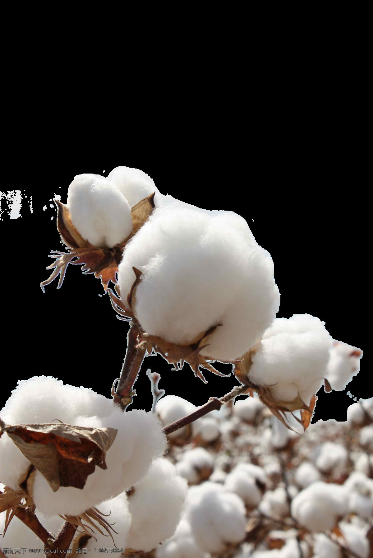 雪白 棉花 成熟 元素 实物 雪花 采摘 纺织 免抠