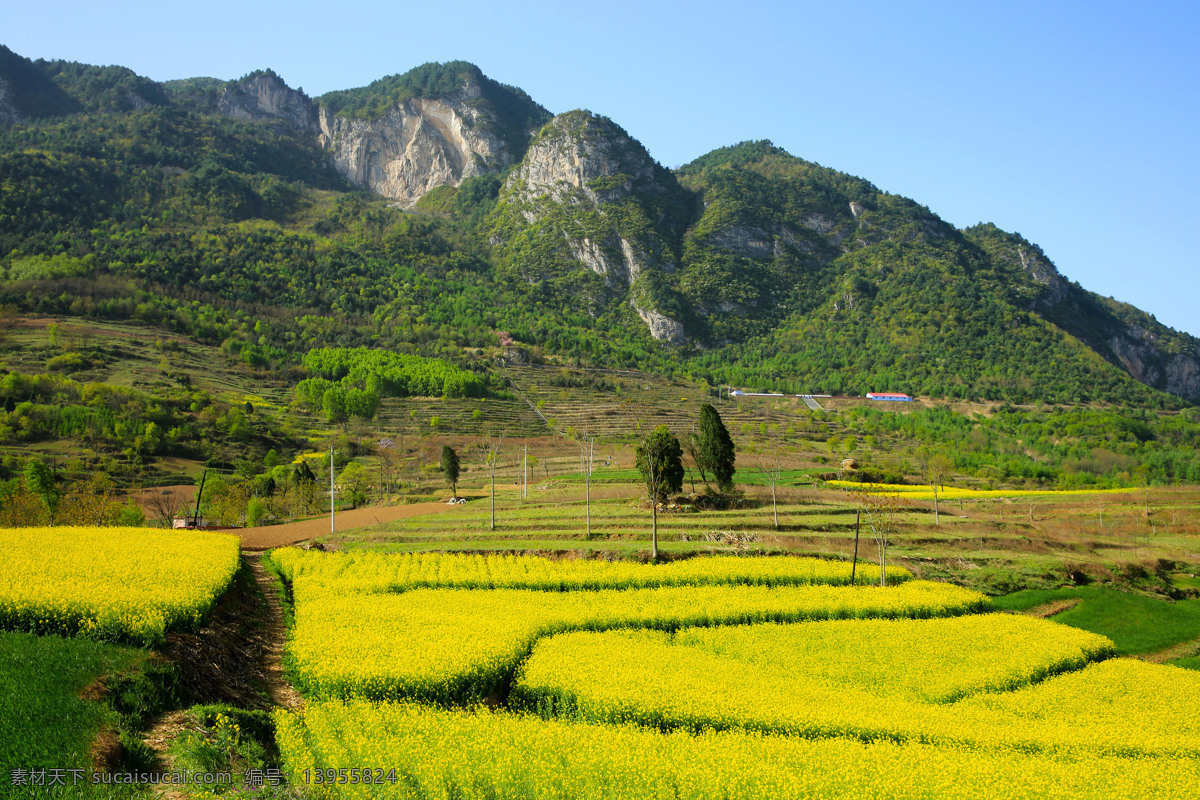 陇南油菜花素材图片下载-素材编号13955824-素材天下图库