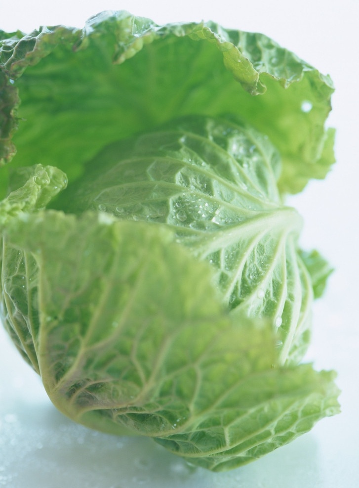 包菜 绿色包菜 蔬菜 生物世界