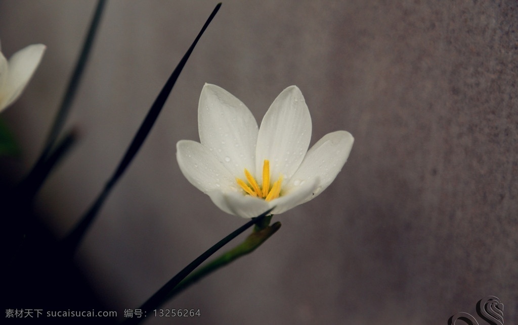 南京葱兰 葱兰 无想山 花卉 植物 白色花卉 花草 生物世界