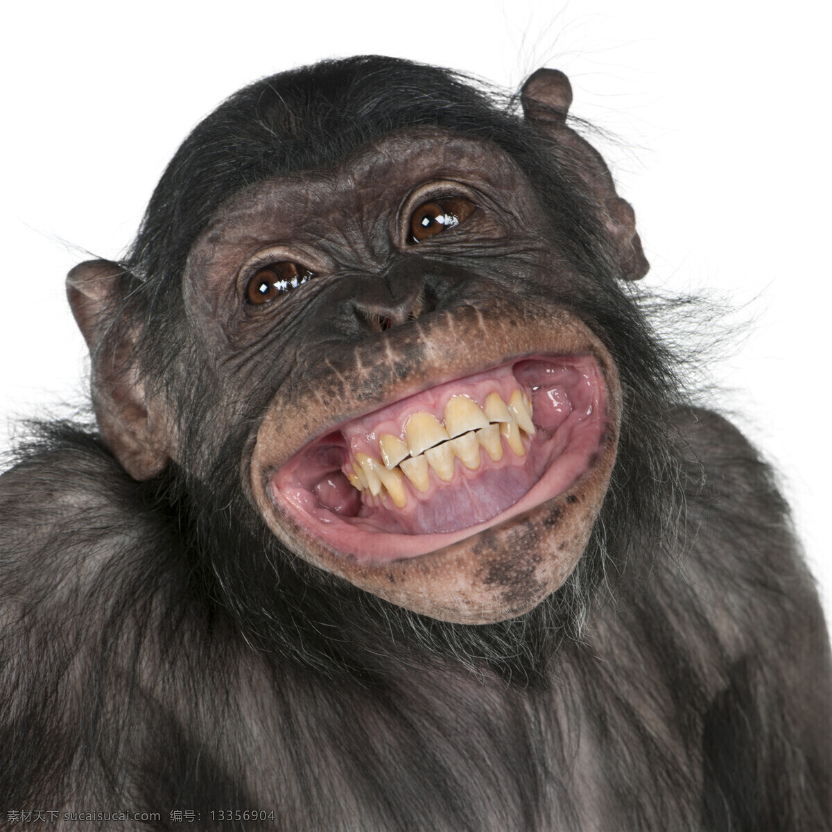 张大 嘴巴 猩猩 动物世界 动物摄影 野生动物 陆地动物 生物世界