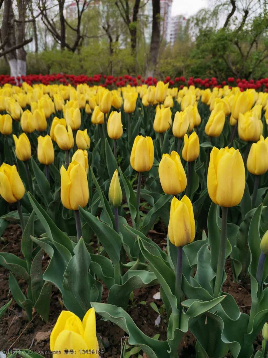 绽放 植物 新鲜 红色 漂亮 旅游 花圃 花海 郁金香花海 旅游摄影 自然景观 自然风景