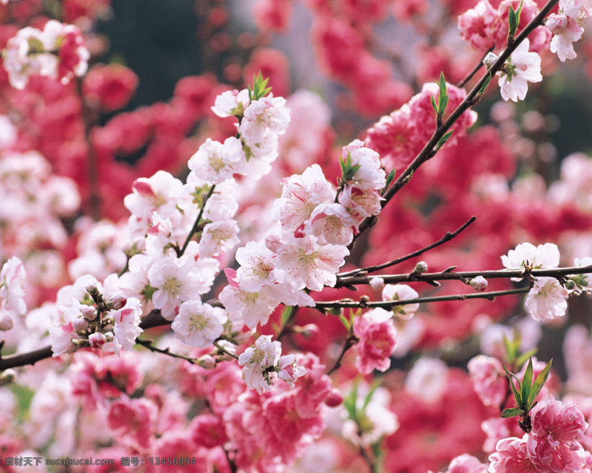 梅花 红花 植物 美景 背景 插图 自然景观 自然风景