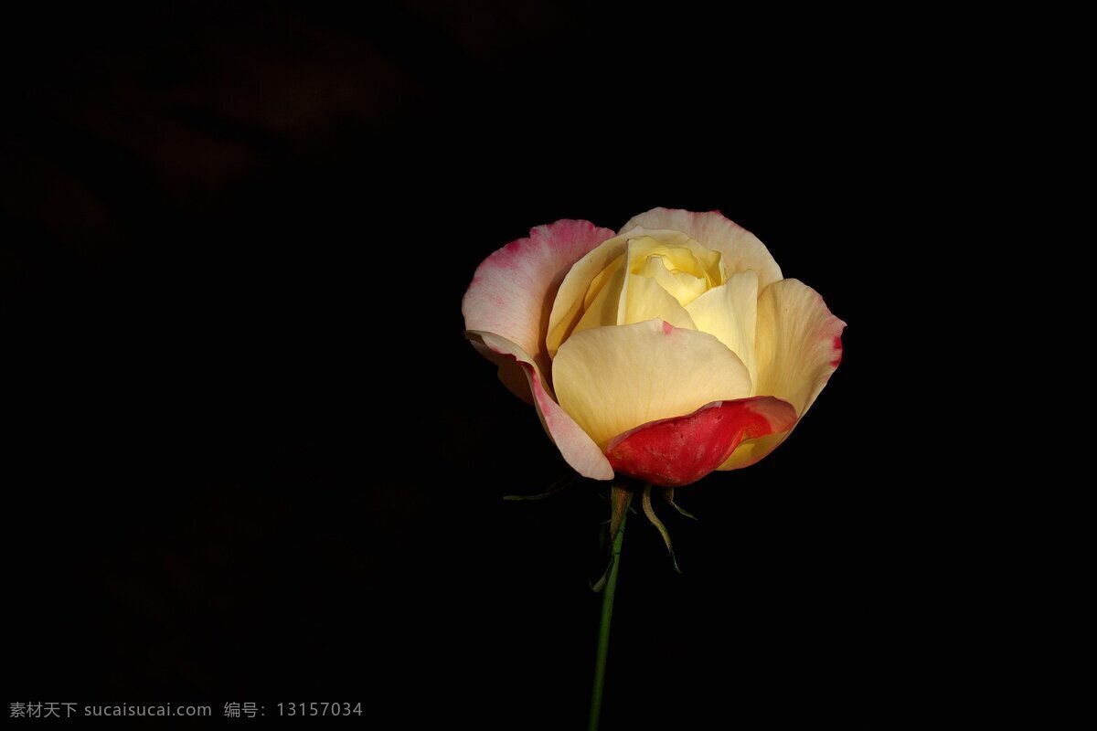 高清 唯美 月季花 鲜花 花卉 花朵 花 一支