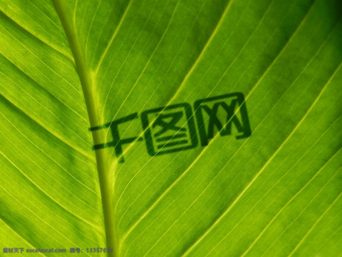 植物 叶子 背景 logo 展示 样机 色彩 材质 不同