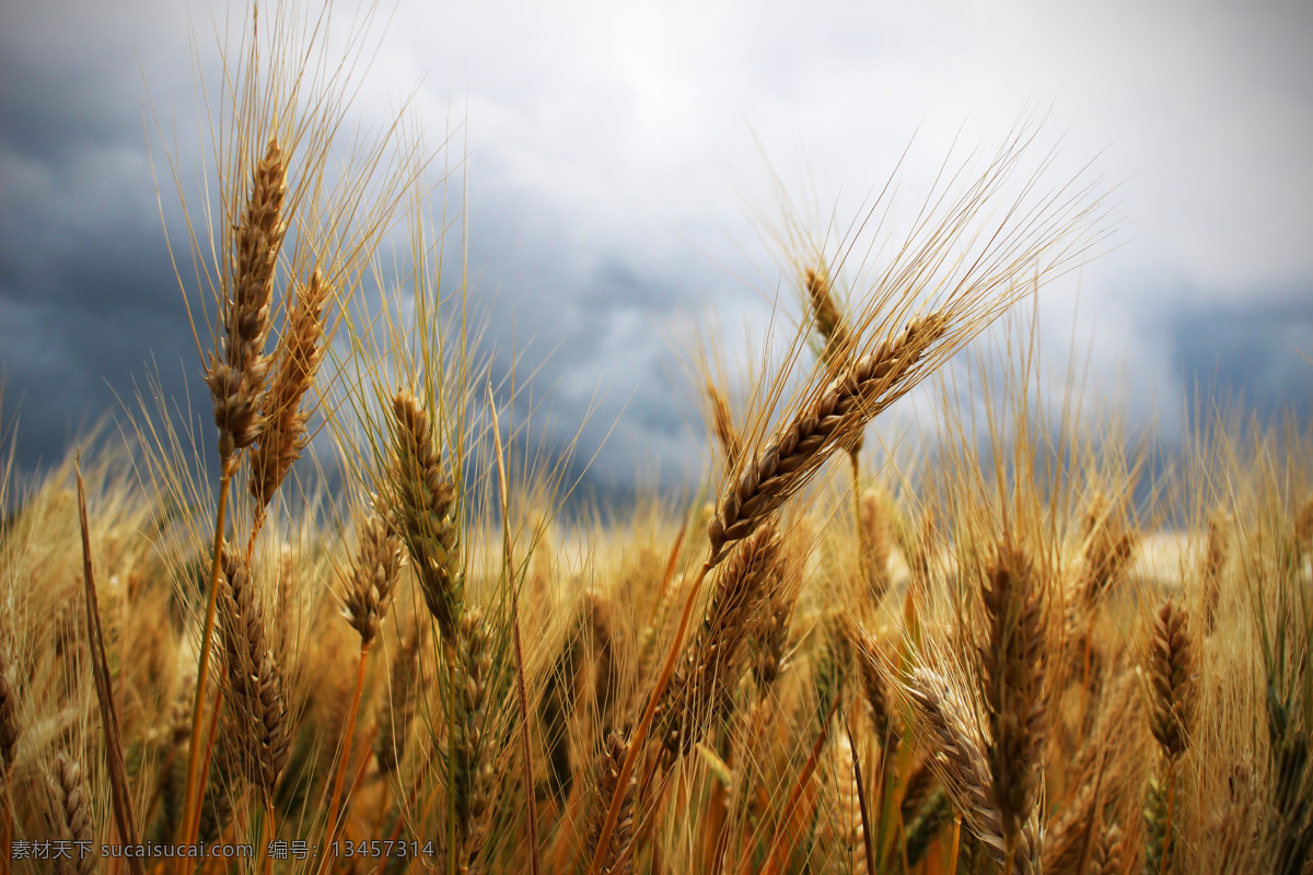 成熟的麦子 麦子 麦穗 麦田 金色麦浪 麦浪 庄稼地 庄稼 田园风光 农业 生态农业 种植业 生物世界 其他生物
