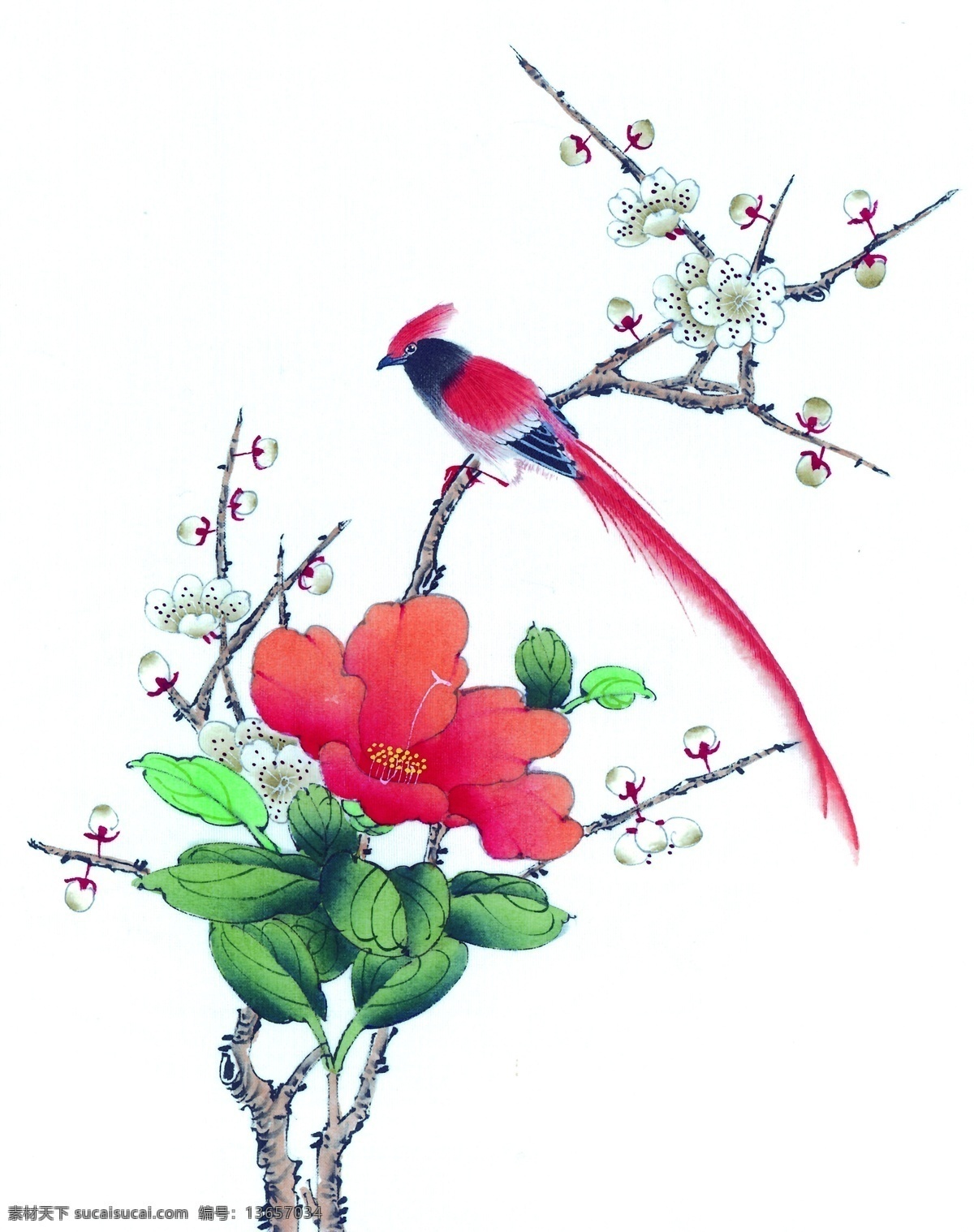 鸟语花香 鸟素材 花素材 喜鹊 梅花 牡丹