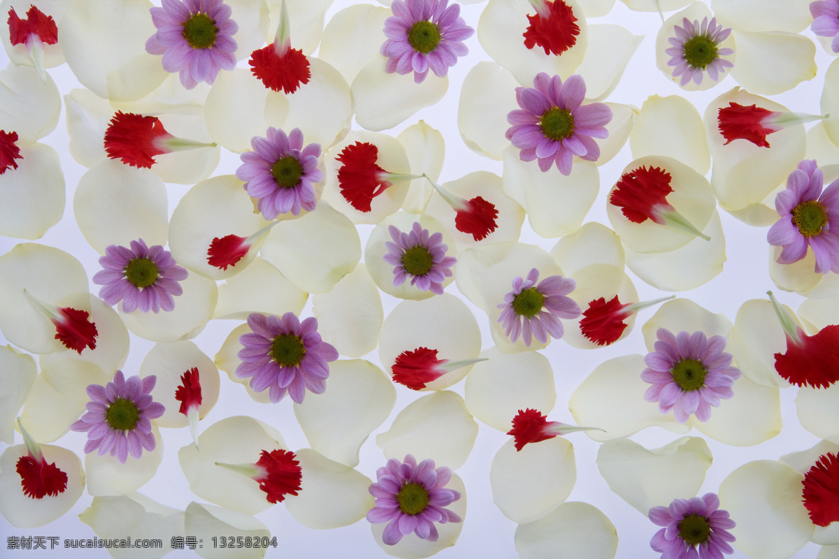 菊花 花卉 花艺术 自然 花世界 鲜花 花草 生物世界