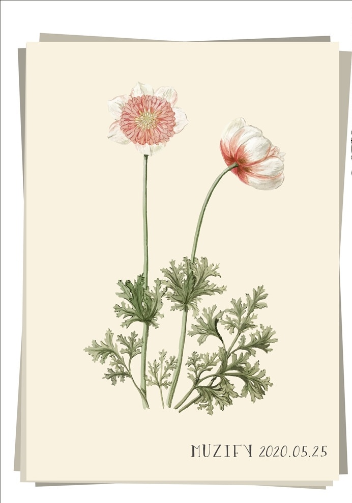 银莲花 植物图鉴 华北银莲花 毛蕊茛莲花 毛蕊银莲花 秋牡丹 风花 花卉 植物 生物世界 花草