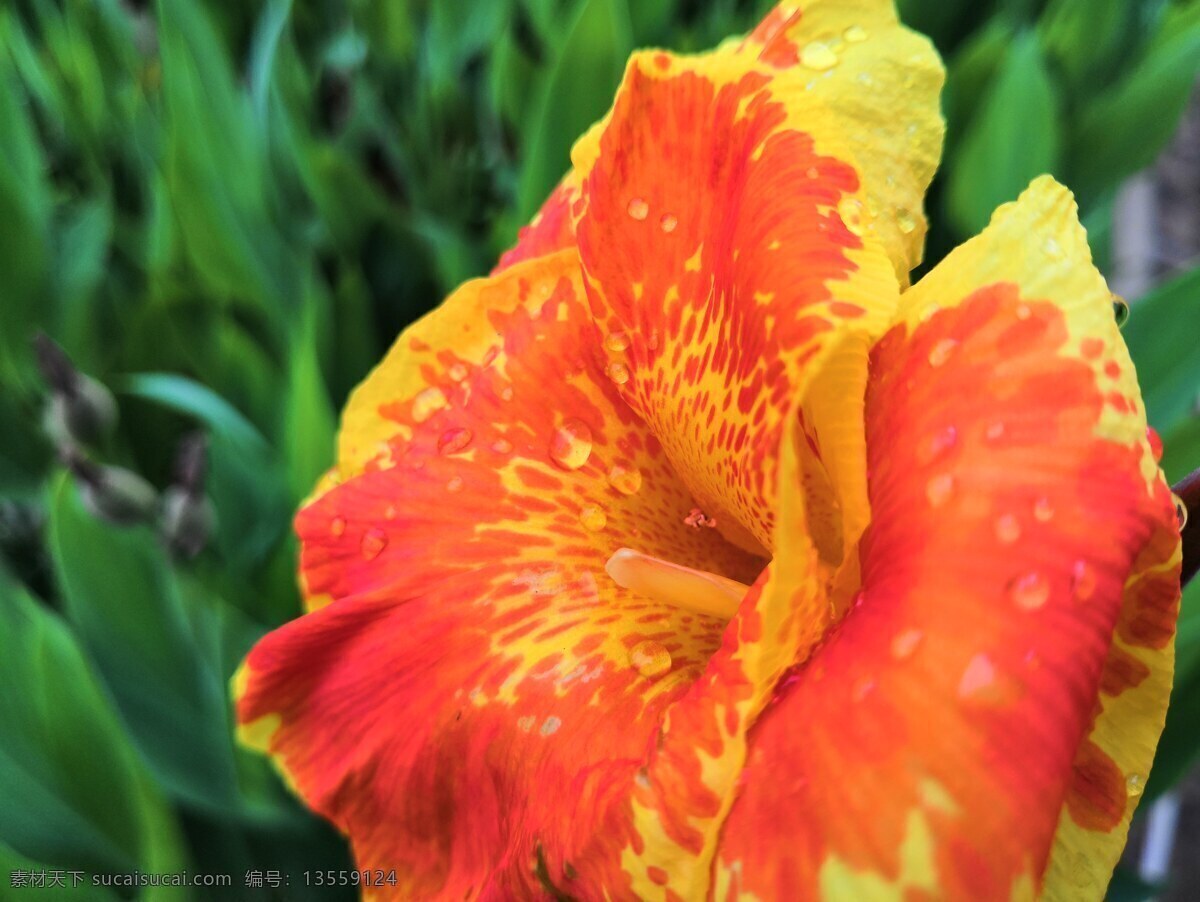 美人蕉花 蕉 美人蕉开化 花 生物世界 花草