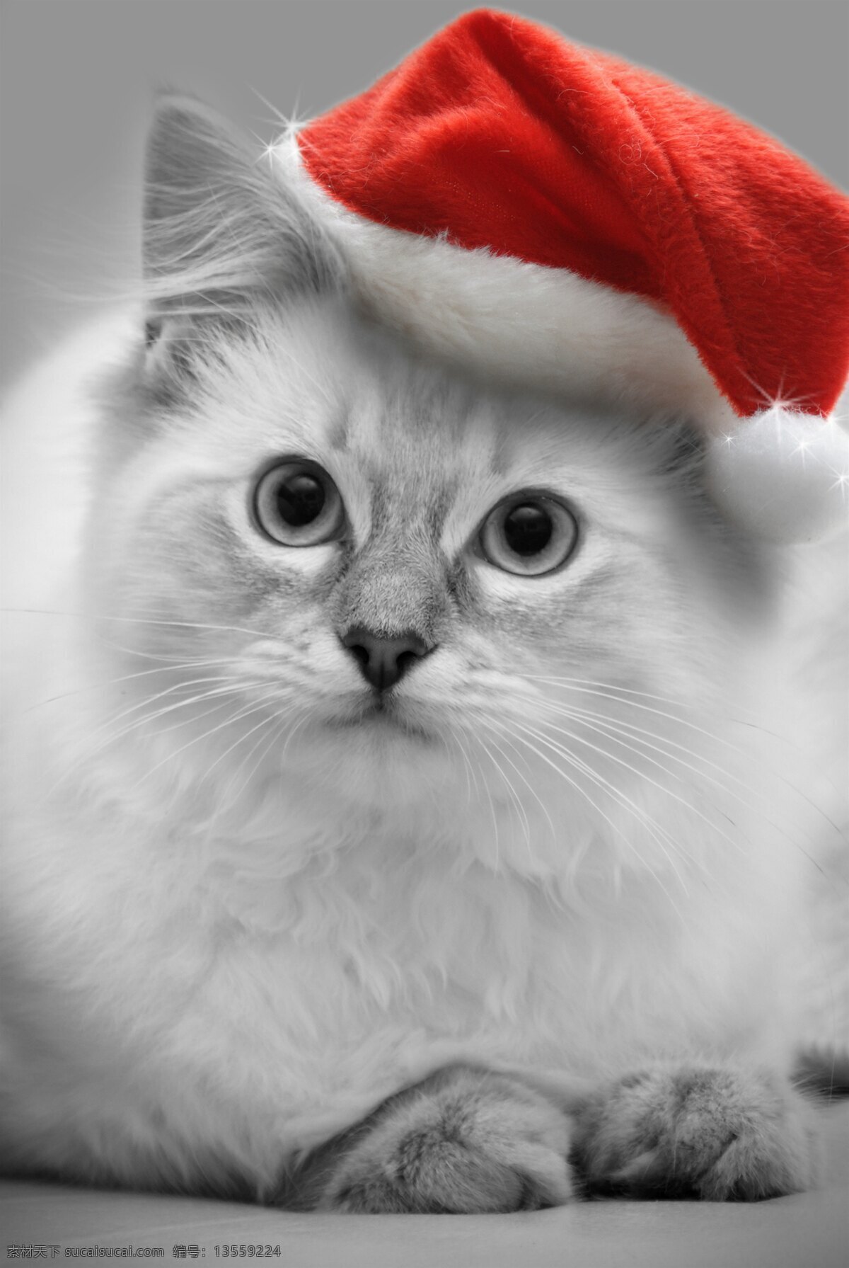 动物 猫咪 小猫 白猫 花猫 可爱 生物世界