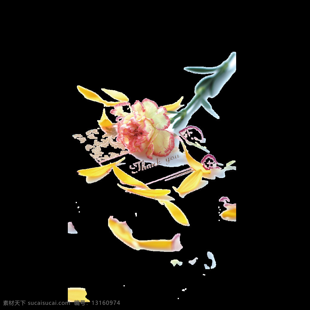 粉色 康乃馨 元素 母亲节 png元素 透明元素 免抠元素