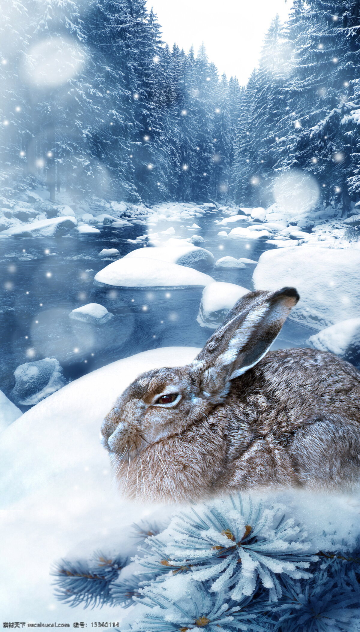 雪地 里 灰 兔 高清 雪景 灰兔 兔子 可爱 底纹