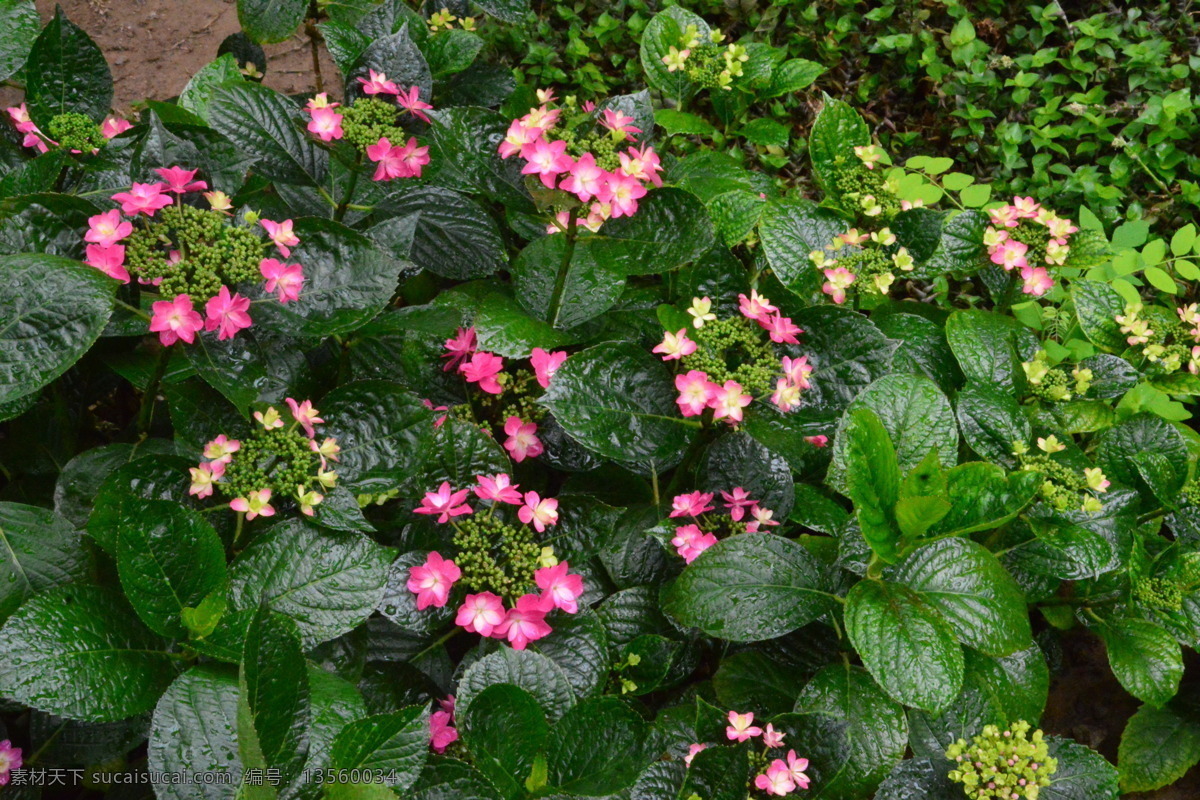 绣球花 大叶绣球 八仙花 粉团花 草绣球 观赏花卉 花骨朵 花卉 植物 园林绿化 绿化景观 花草 花儿 花朵 花卉大观园 生物世界