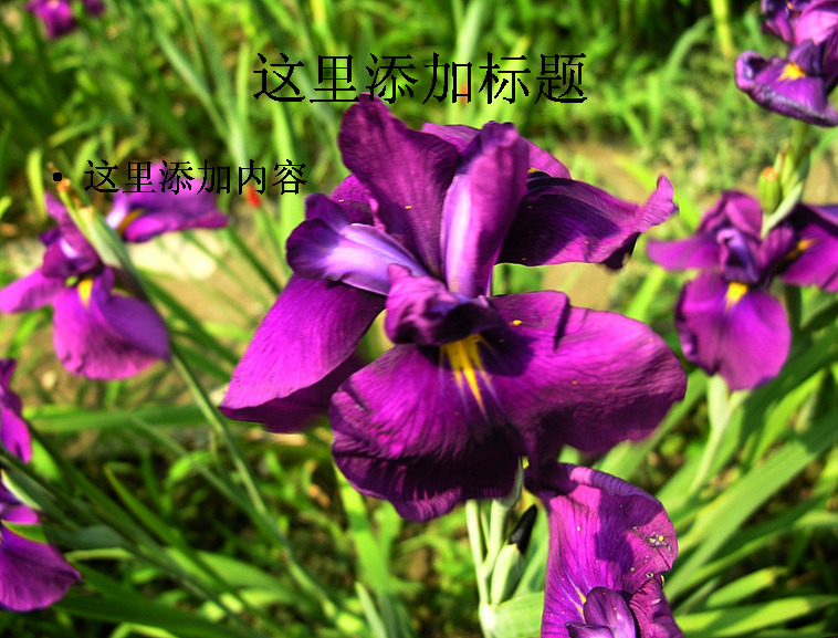 花 世界 唐菖蒲 大全 自然风景 模板