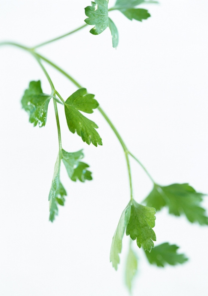 香菜 叶子 绿色 香菜特写 绿色蔬菜 蔬菜 生物世界