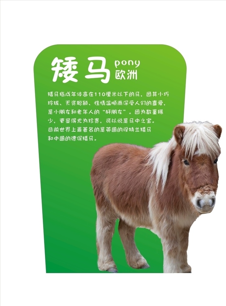小矮马 矮马简介 萌宠 宠物 宠物马