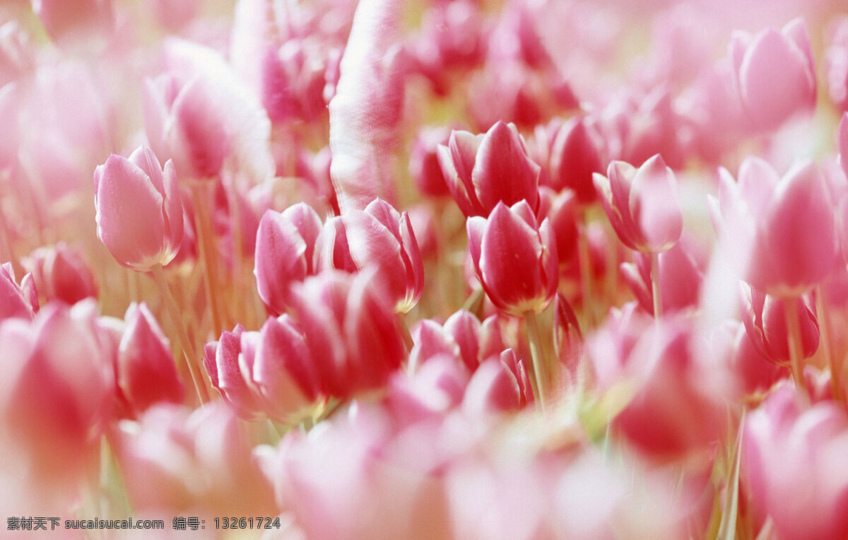 郁金香 鲜花 背景 鲜花背景 花卉 花朵 美丽鲜花 美丽风景 摄影图 花草树木 生物世界 粉色