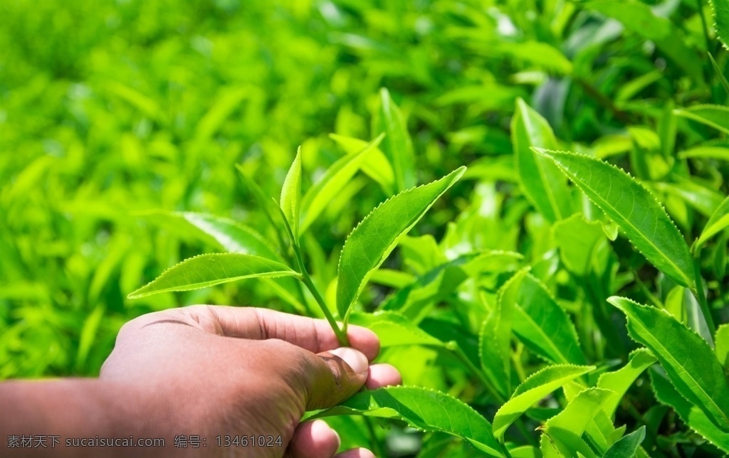 茶园图片 茶园 采茶 茶山 生态茶园 有机茶园 新茶 绿茶 自然景观 自然风景