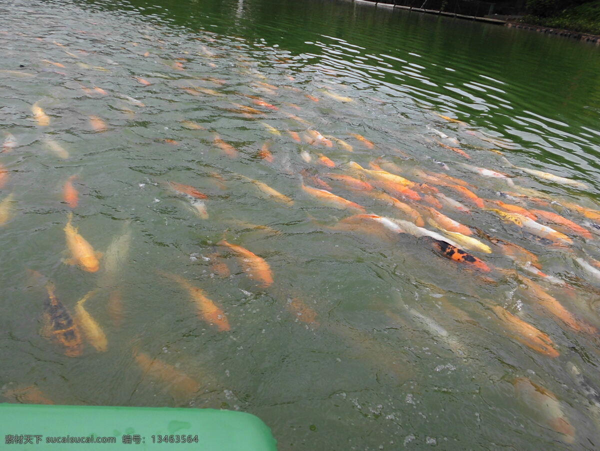 锦鲤 湖水 生物世界 鱼类 鱼群 锦鲤群 游动的鱼 鱼塘 觅食的鱼群