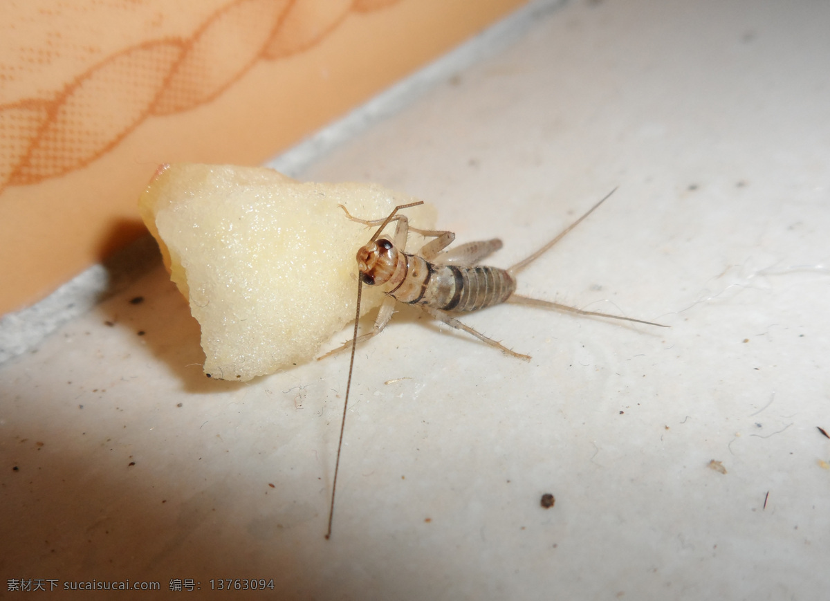 蟋蟀 昆虫 野生动物 蟋蟀写真 苹果肉 生物世界