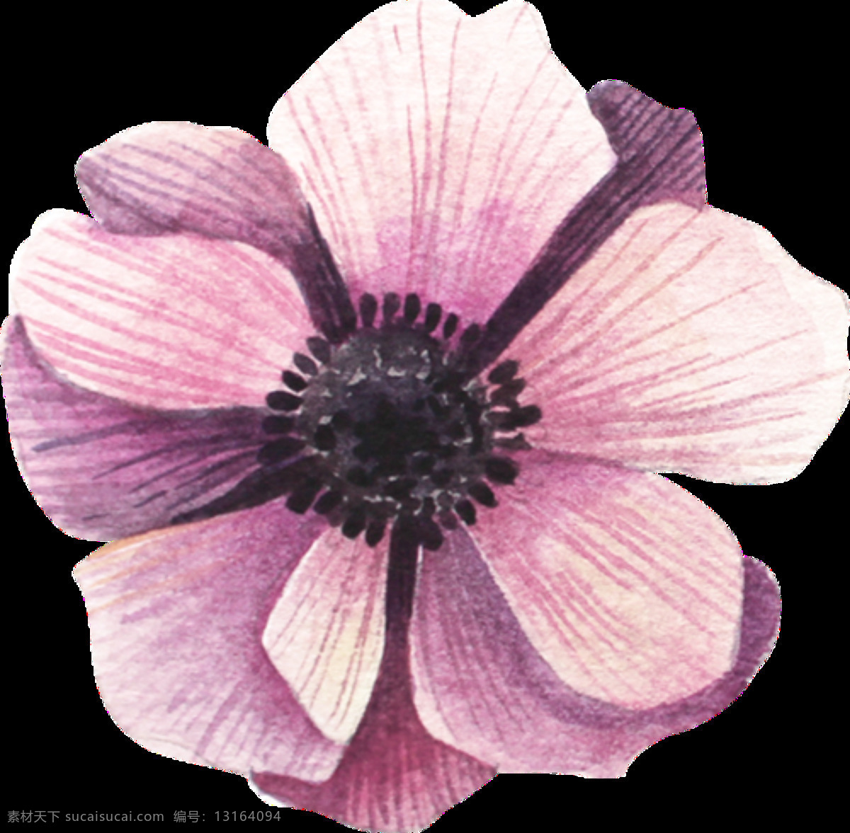 粉 紫 花朵 透明 装饰 图案 线条 简单 手绘 花瓣 透明素材 免扣素材 装饰图片