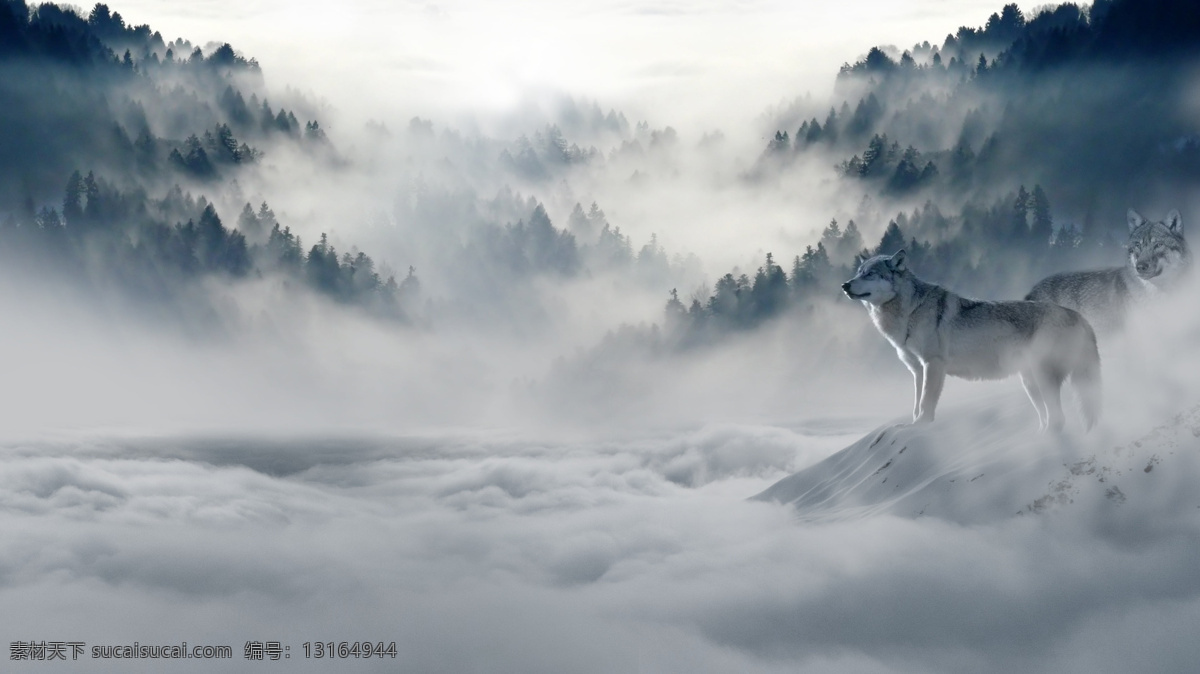 秋冬季节 黑暗 松树林 云雾缭绕 云雾 光线 秋冬 雪原之狼 冬景 白色冬景 白雪 蓝天 高山 小溪 小路 山水 流水 树 雪 雾 松树 冬季 自然景观 大幅风景 自然风景 风景名胜 风景类 季节 森林 树枝 云 生物世界 野生动物 摄影图库 动物