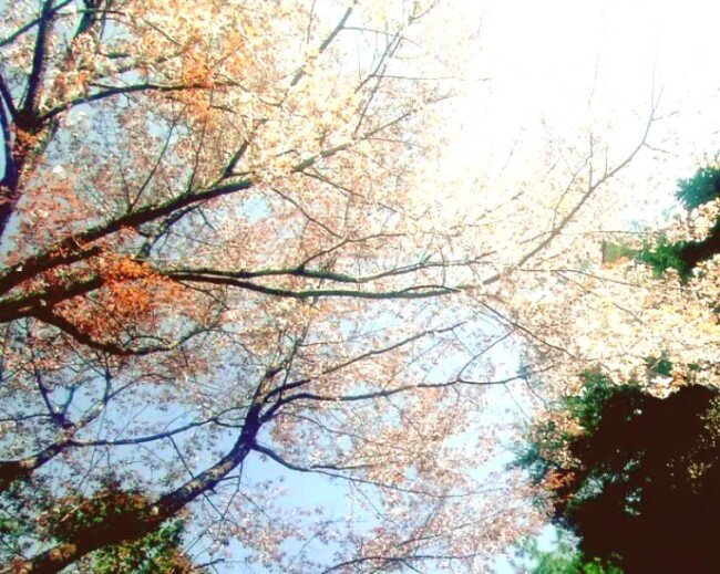 动态素材 多媒体设计 高清晰 桃花 鲜花盛开 源文件库 自然景观 朵朵 开 模板下载 桃花朵朵开 桃枝 视频剪辑