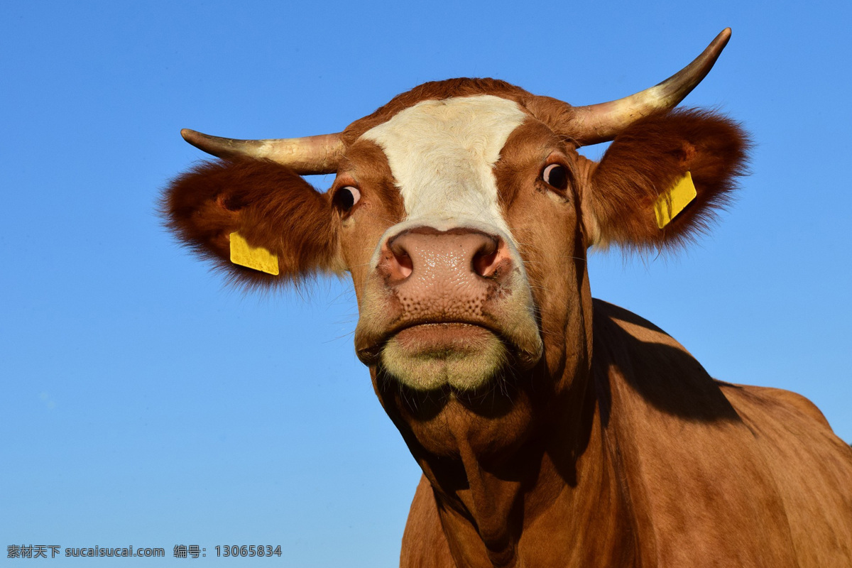 丑牛 黄牛 水牛 瘤牛 家畜 cow 野牛