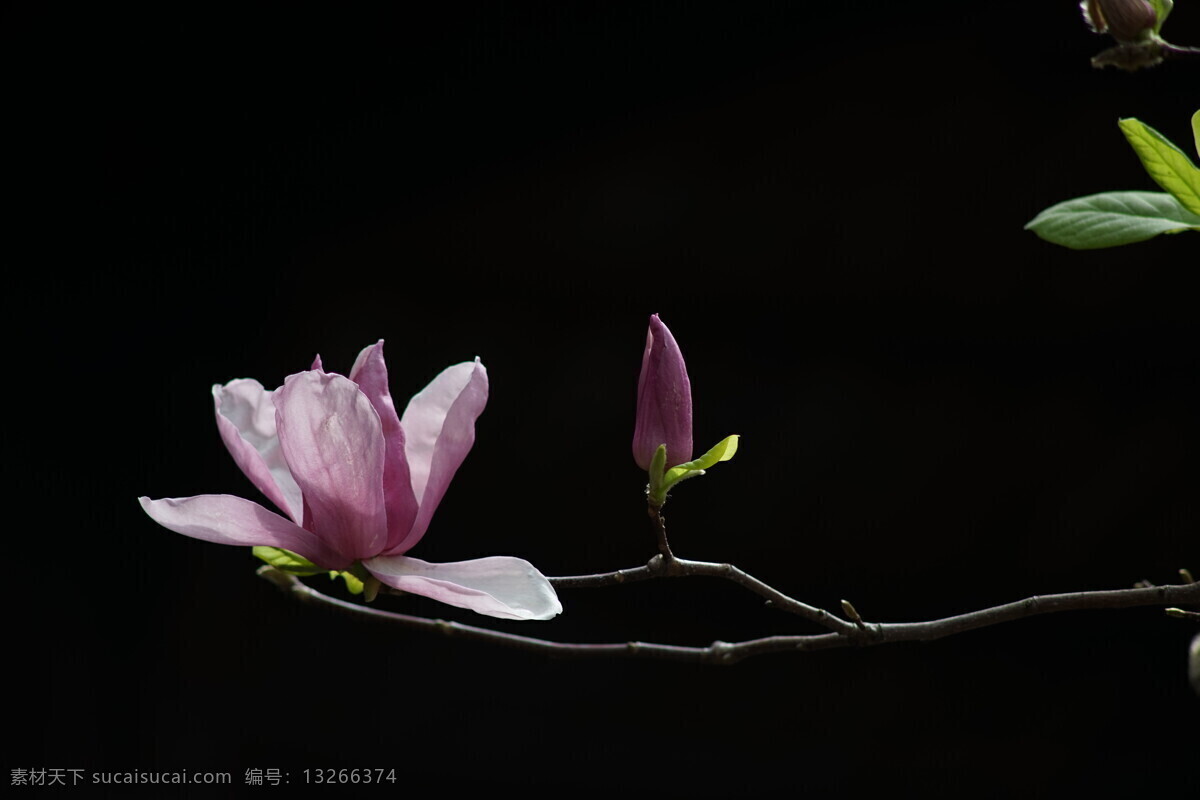 玉堂春 花 玉兰花 紫玉兰 花卉 植物 玉兰 白玉兰 生物世界 花草