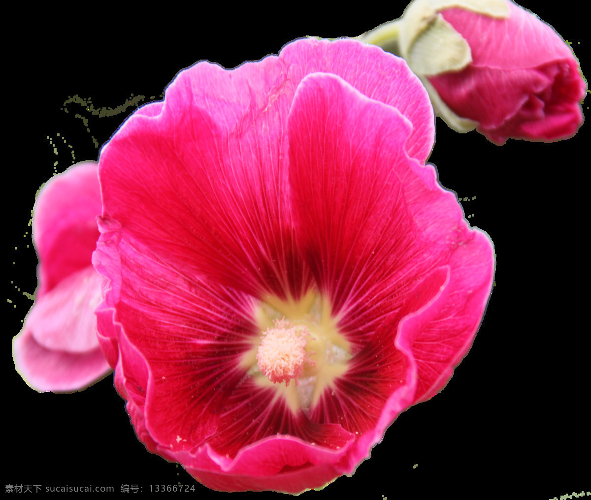蜀葵 花 红色花 红蜀葵花
