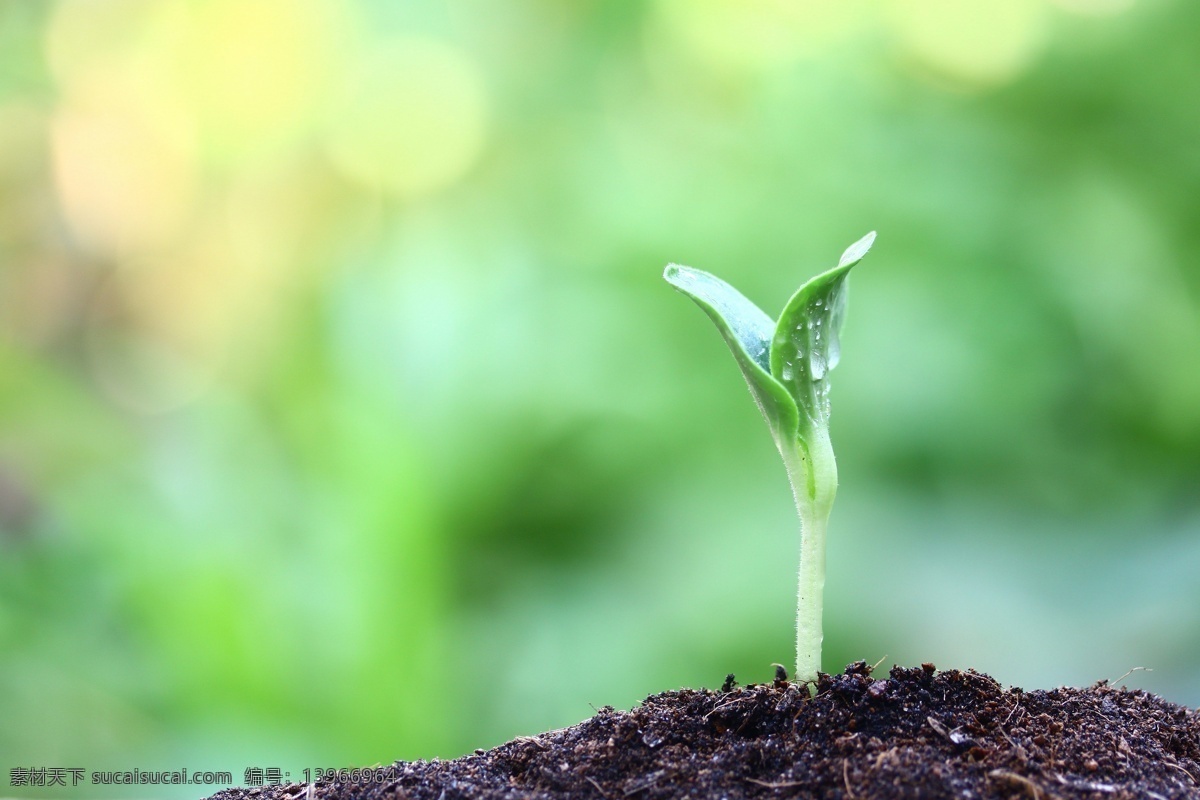 土壤 里 新 芽 泥土 小苗 幼苗 新芽 绿芽 生命力 植物新芽 其他生物 生物世界 绿色