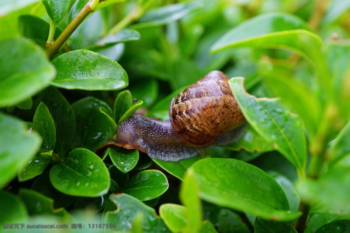 蜗牛 爬行动物 软体动物 小动物 生物世界 昆虫