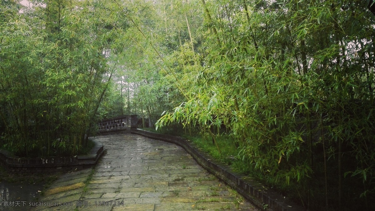 竹林美景 竹林 树木 道路 雨天 美景 自然生物 生物世界 树木树叶