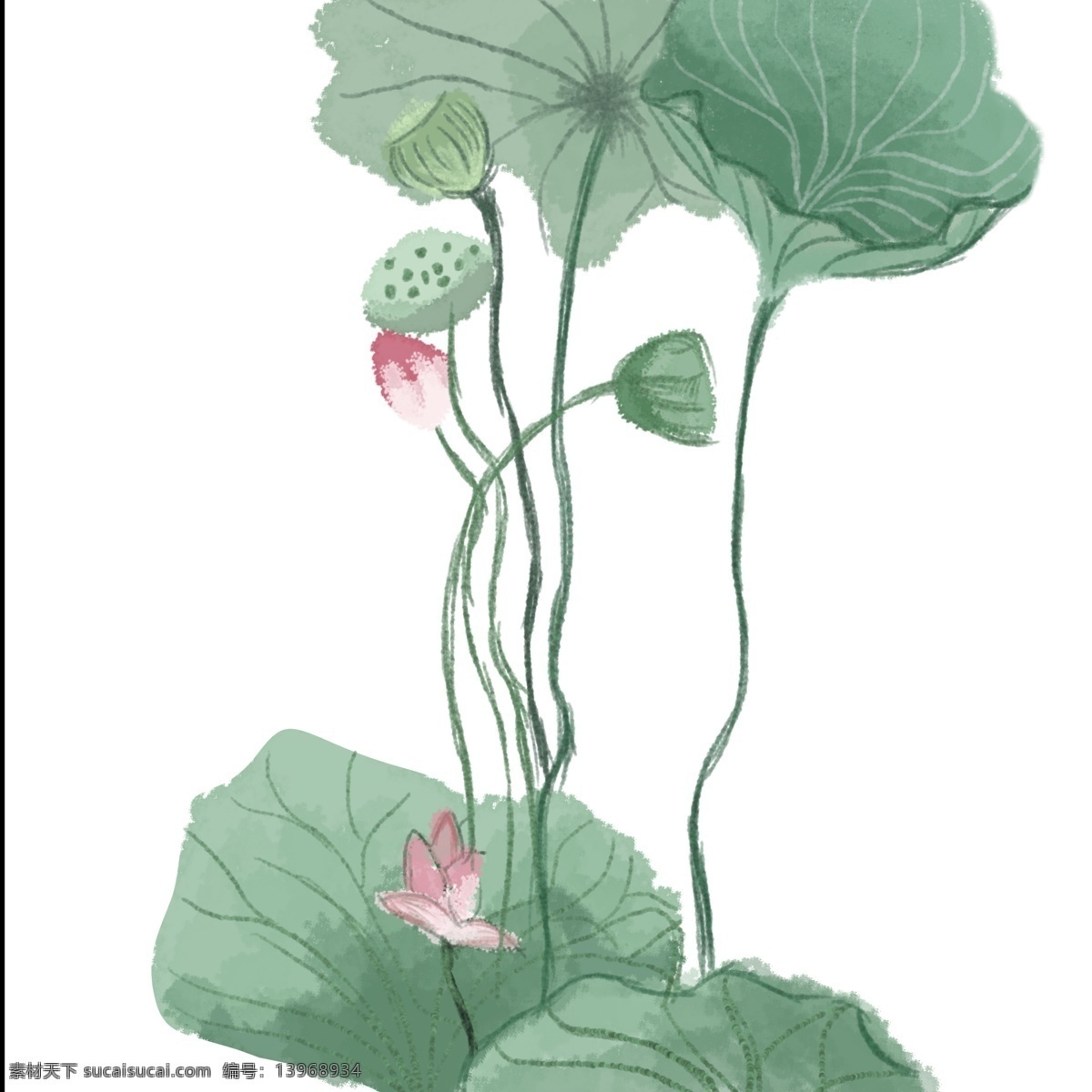 立夏 手绘 海报 插画 荷叶 立夏手绘 荷花
