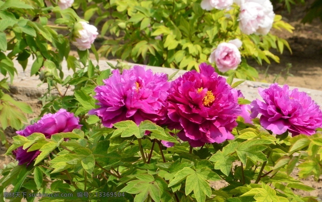 牡丹花 牡丹 观赏花卉 鼠姑 木芍药 百雨金 洛阳花 花朵 花瓣 花蕊 花卉 花儿 花草 植物 园林绿化 绿化景观 芍药牡丹 生物世界