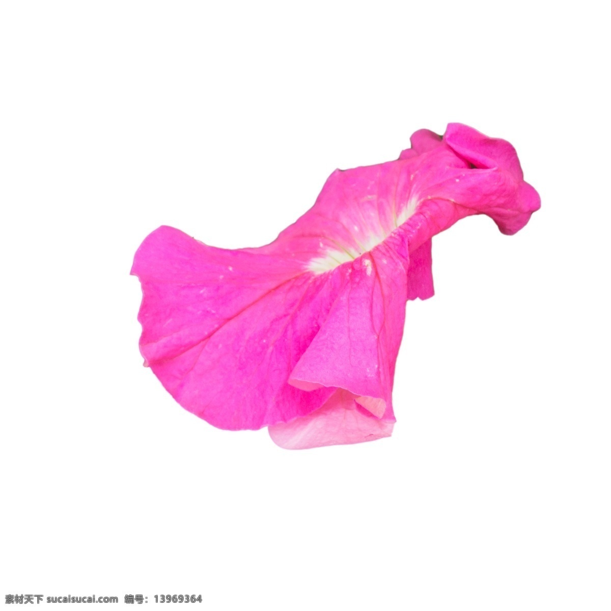 春天 粉色 鲜花 粉色鲜花 春天花朵 美丽鲜花 卡通插图 创意卡通下载 插图 png图下载