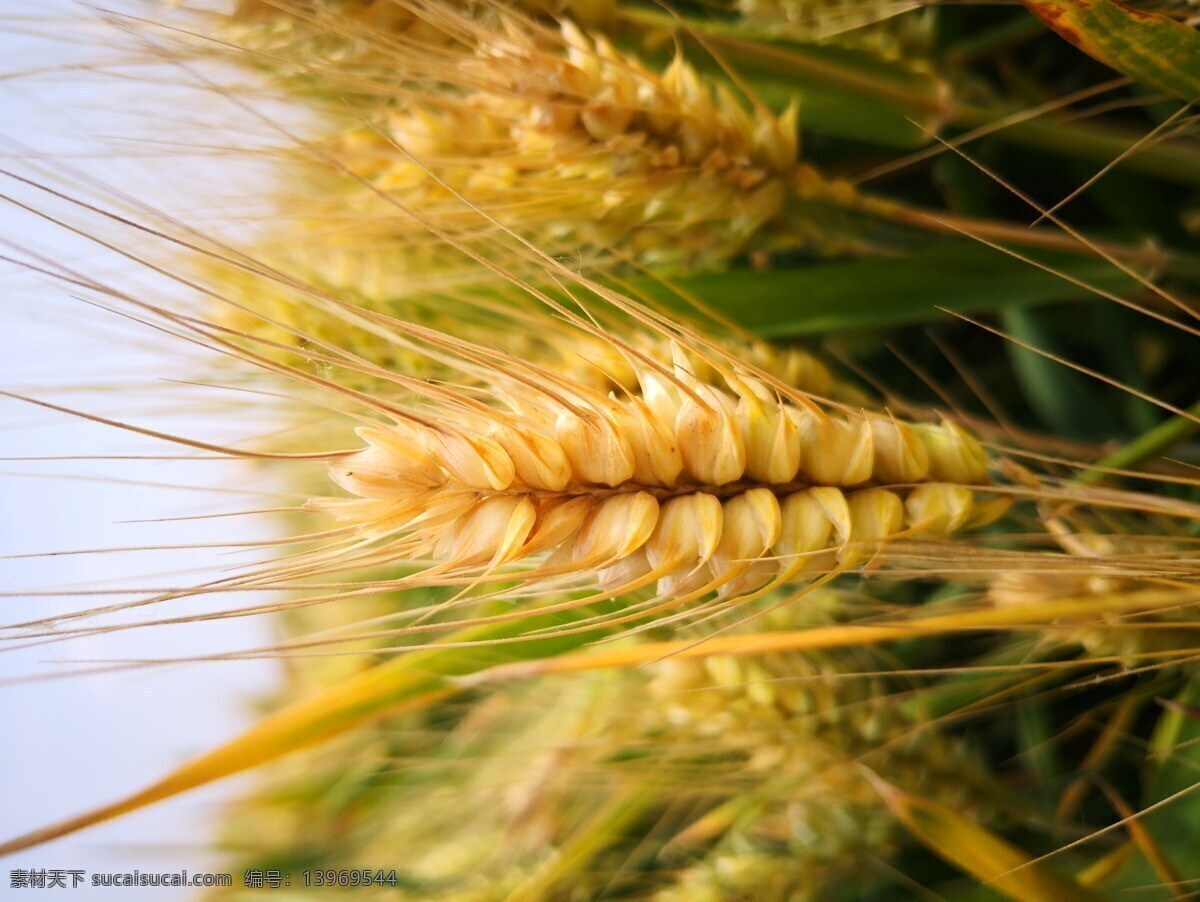 麦穗 小麦 麦田 麦芒 丰收 田野 生物世界 其他生物