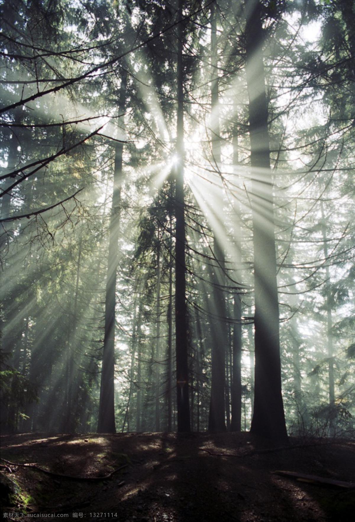 森林 阳光 光线 日光 照射 参天大树