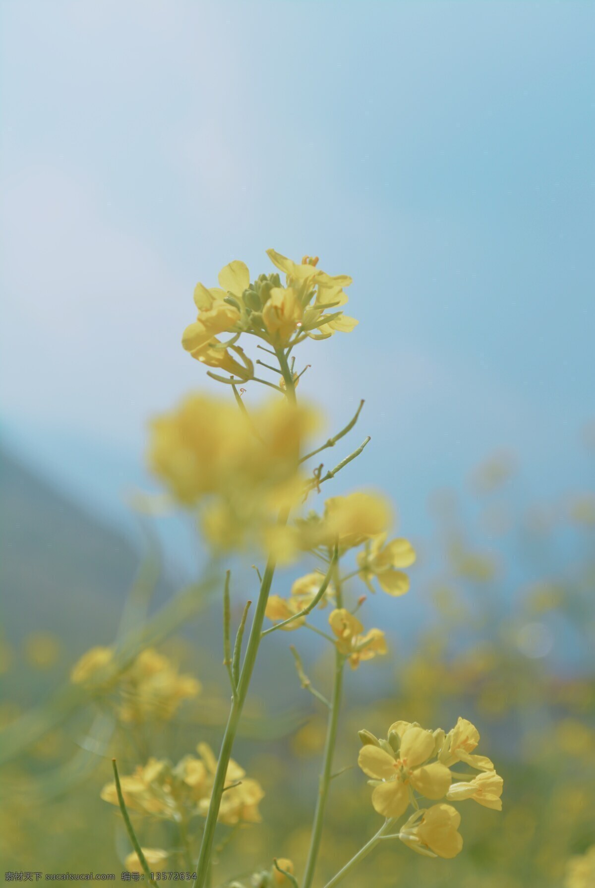油菜花图片 油菜花 黄色的花 蓝天 黄花 远山近花 自然景观 田园风光