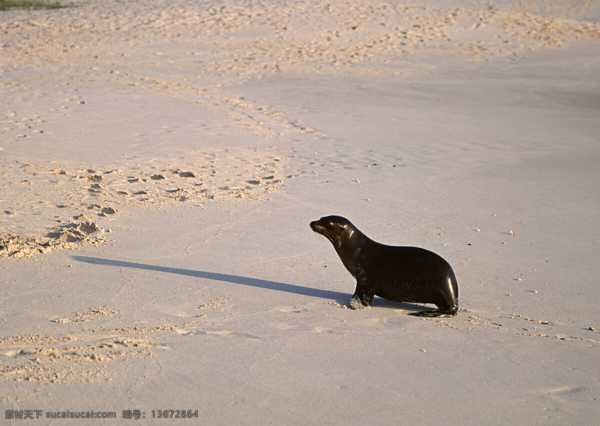 沙滩 上 海豹 动物世界 生物世界 海滩 海狮 水中生物