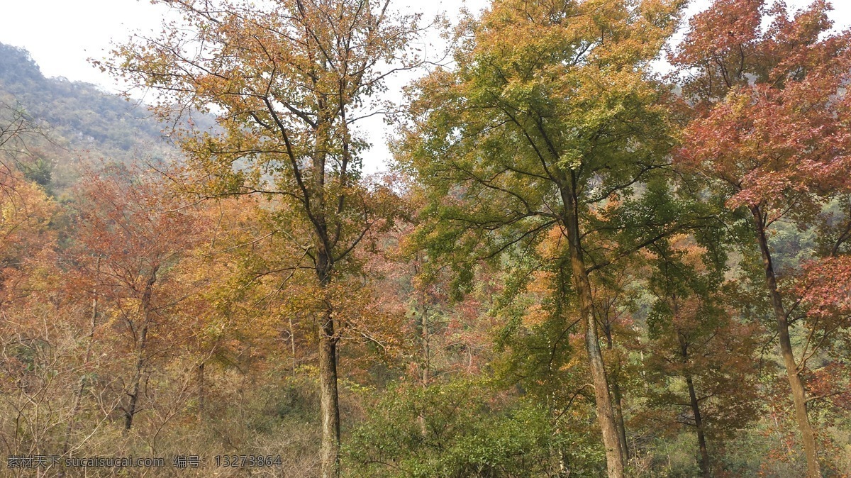 自然风景 秋天枫树林 红枫叶 阳光 下 枫 树林 下午 时间 点 拍照 树木树叶 生物世界 棕色