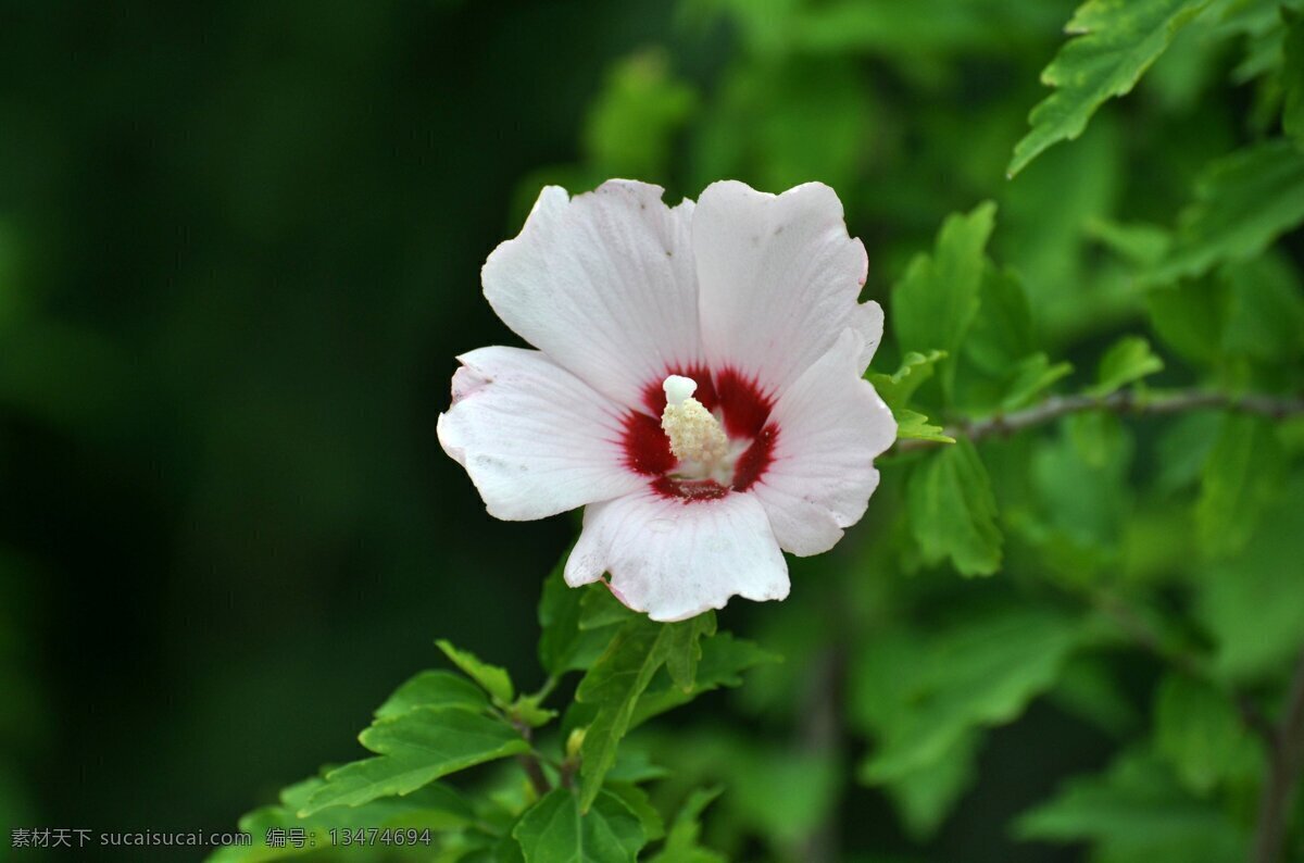 高清 唯美 白色 木槿花 花卉 花朵 花草 植物