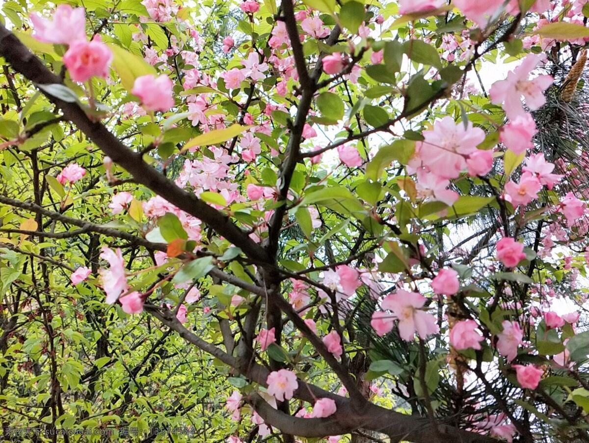 山茶花 红色茶花 漂亮茶花 迎春 旅游摄影 自然风景 生物世界 花草