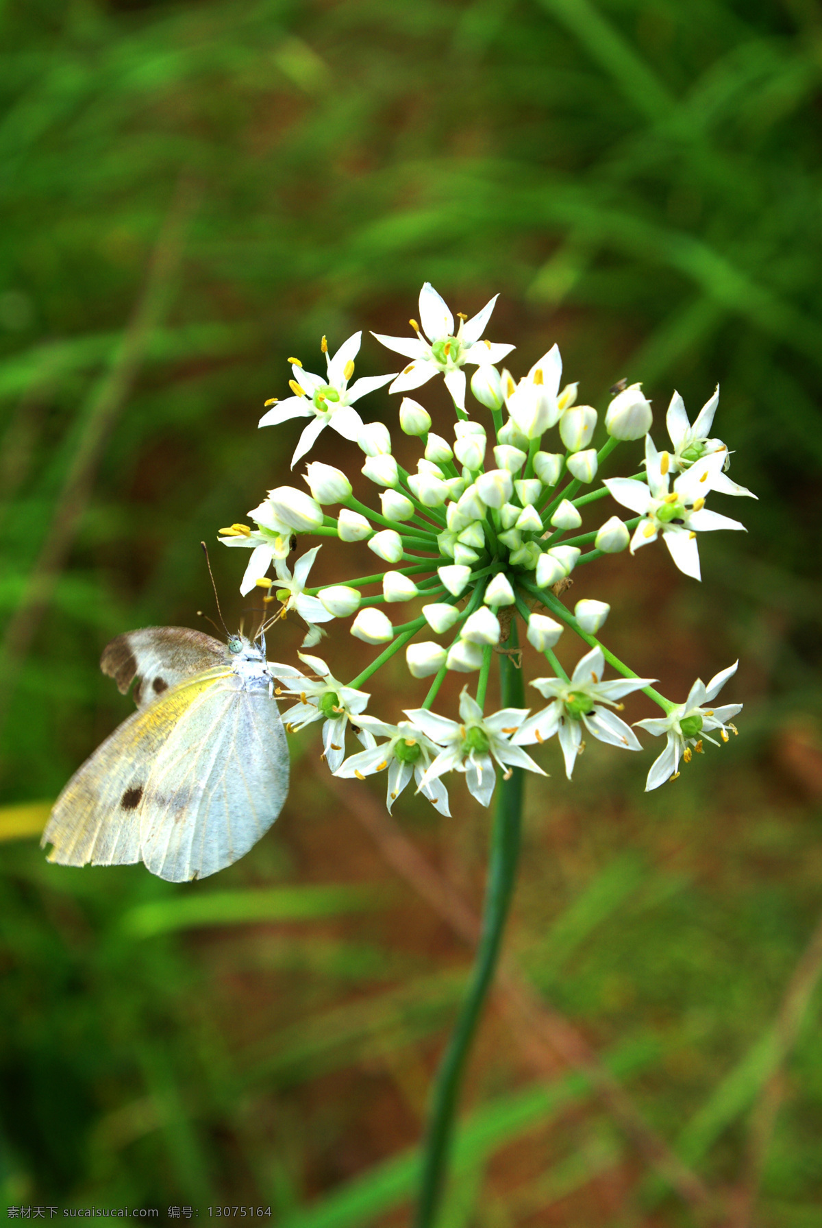 蝶恋花 蝴蝶 花 绿叶 花蕾 生物世界 昆虫 野花 路边无名花 无名野花 绿色