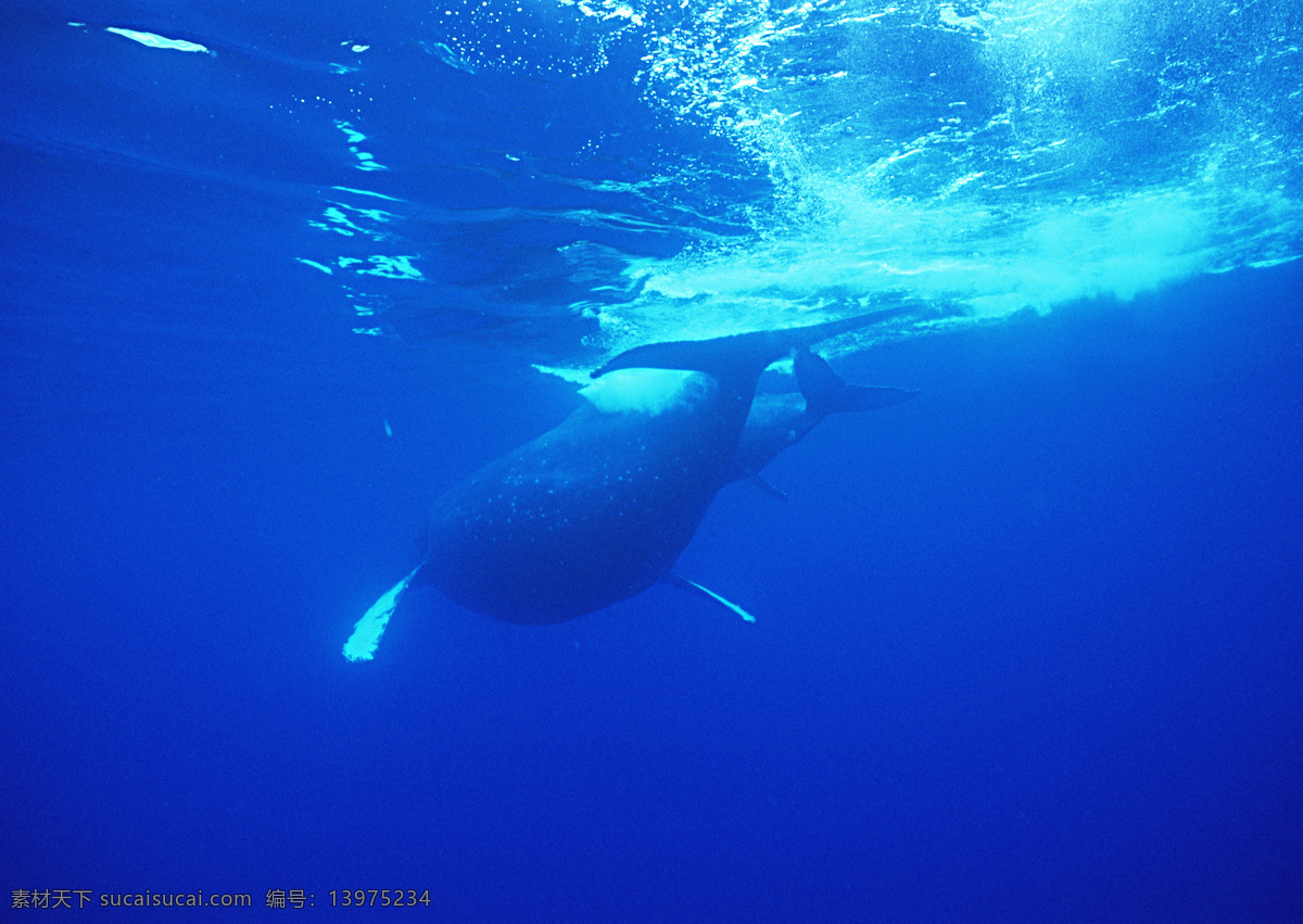 海洋免费下载 碧海 大海 广告 大 辞典 海豚 海洋 海洋生物 鲸鱼 鲨鱼 生物世界