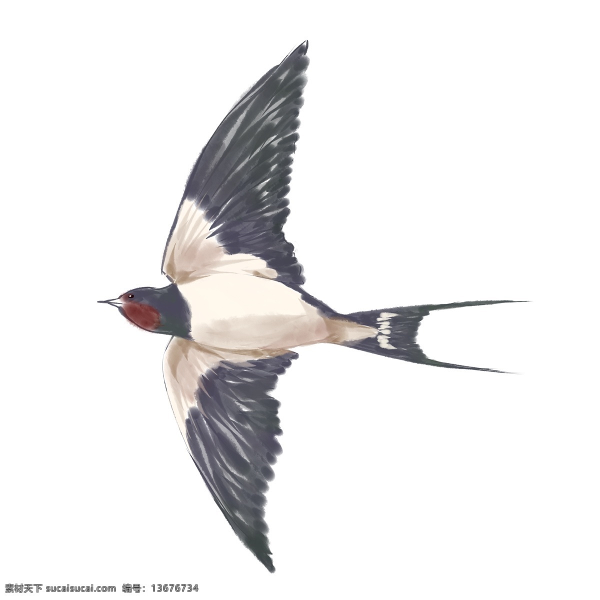 手绘 高飞 燕子 插画 手绘燕子插画 创意燕子插画 可爱的燕子 黑色的燕子 白色的肚子 飞翔的燕子